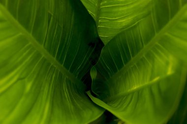 yeşil arka plan için çok güzel yaprakları 