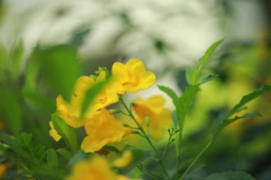 Allamanda sarı Allamanda birçok katmanları yaprakları, zakkum tüm