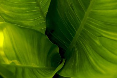 yeşil arka plan için çok güzel yaprakları