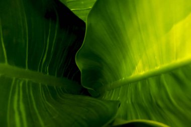 yeşil arka plan için çok güzel yaprakları