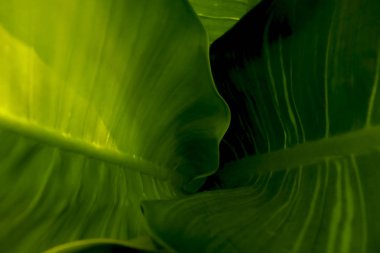 yeşil arka plan için çok güzel yaprakları