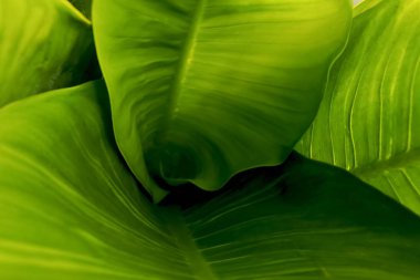 yeşil arka plan için çok güzel yaprakları