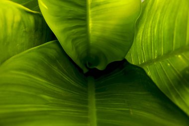 yeşil arka plan için çok güzel yaprakları