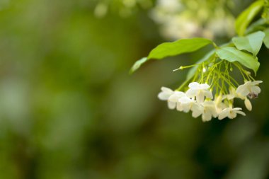 Yasemin çiçekleri veya vahşi su Erik doğal arka plan için su.