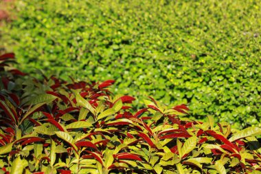 Picara ya da Excoecaria Cochinchinensis Lour. - Var. Kırlangıç otu..