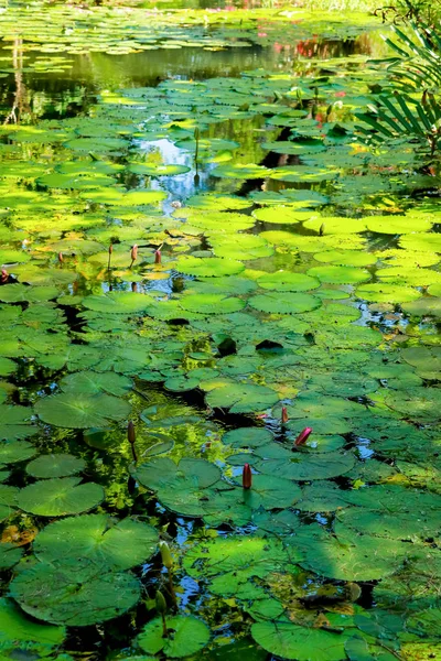 Lotusblatt Und Blume Teich — Stockfoto