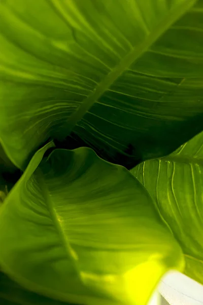 Зеленые Листья Красивы Фоне — стоковое фото