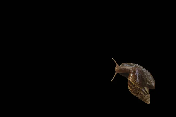 Slak geïsoleerd op een witte achtergrond. Dit had uitknippad — Stockfoto