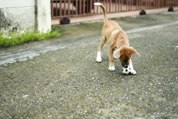 午前中にボールで遊ぶ犬 — ストック写真