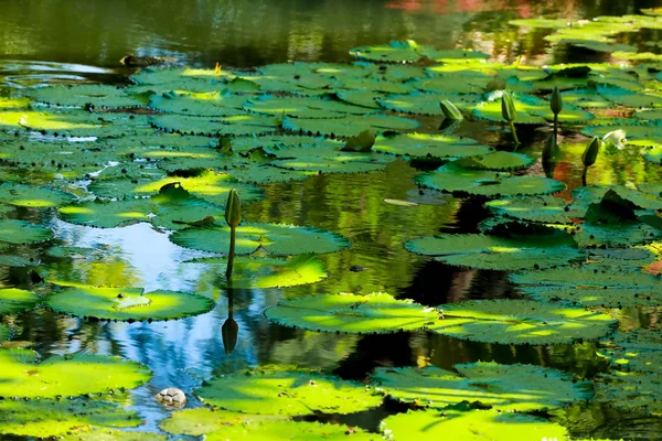 Lotusblatt Und Blume Teich — Stockfoto