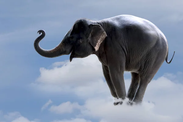 Elephant Standing Clouds — Stock Photo, Image