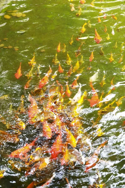 Peixe koi na lagoa — Fotografia de Stock