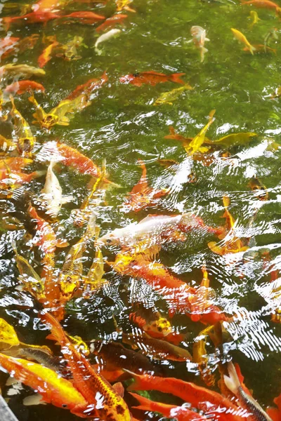 Koi-Fische im Teich — Stockfoto