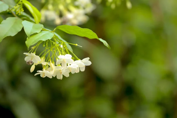 Flores de jazmín de agua o ciruela de agua silvestre para el fondo natural . —  Fotos de Stock