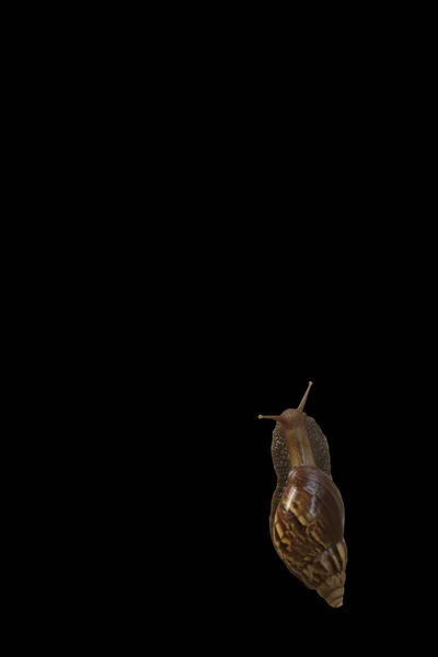 蜗牛隔离在白色背景。这有剪裁路径 — 图库照片