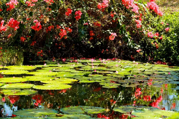 Gölet Lotus Yaprak Çiçek — Stok fotoğraf