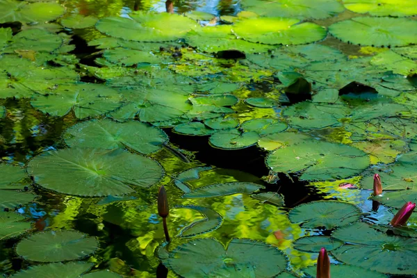 Lotusblatt Und Blume Teich — Stockfoto
