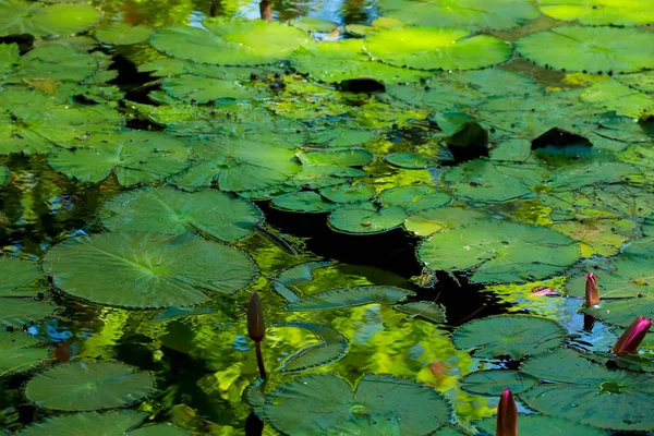 Folha Lótus Flor Lagoa — Fotografia de Stock