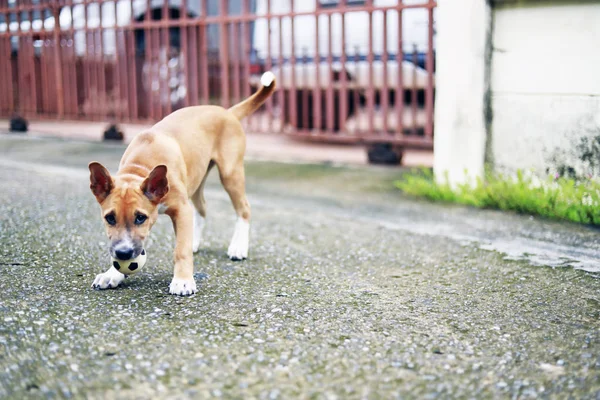 Perro jugando con la pelota en la mañana — Foto de Stock