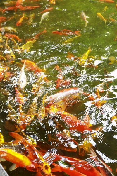 Peixe koi na lagoa — Fotografia de Stock