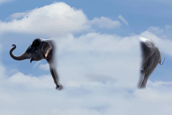 Elephant Standing Clouds — Stock Photo, Image