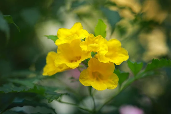 Allamanda žlutá Allamanda s mnoha vrstev okvětních lístků, oleandr všech — Stock fotografie