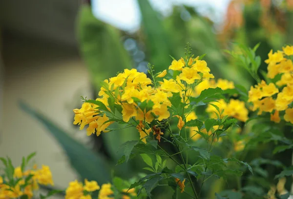 Allamanda žlutá Allamanda s mnoha vrstev okvětních lístků, oleandr všech — Stock fotografie