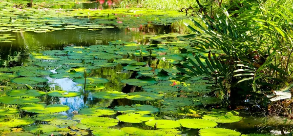 池の蓮の葉と花 — ストック写真