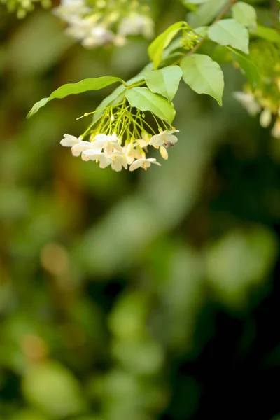 Vodní květy jasmínu nebo divoké vodě plum přirozeného pozadí. — Stock fotografie