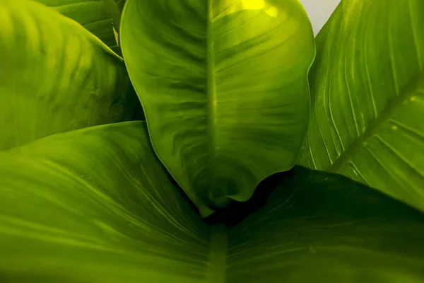 Зеленые Листья Красивы Фоне — стоковое фото