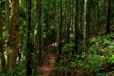 Ormanda küçük yürüyüş yolu ile ağaç.