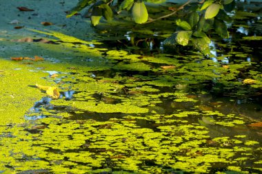 kanalda Su üzerinde yeşil duckweed oksijen ca bariyer yaptı