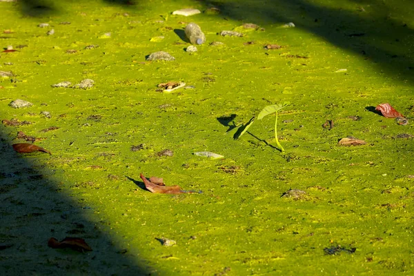 Hijau duckweed over water in the canal made barrier of oxygen ca — Stok Foto