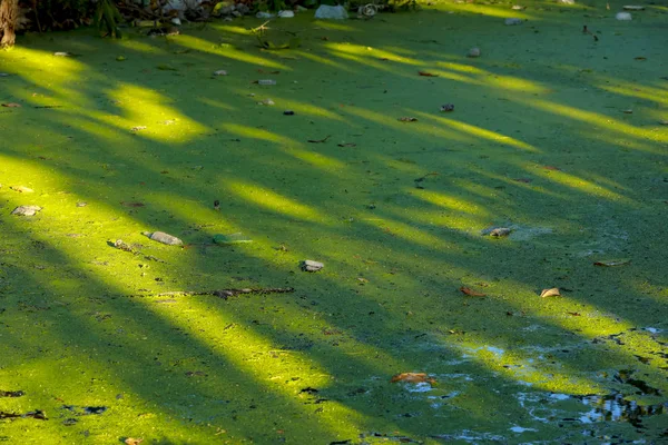 Pato verde sobre a água no canal fez barreira de oxigênio ca — Fotografia de Stock