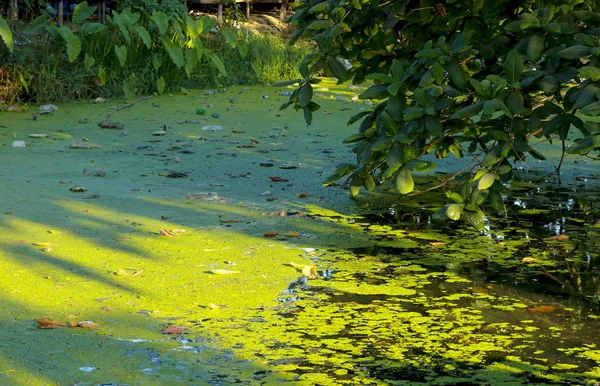 Pato verde sobre a água no canal fez barreira de oxigênio ca — Fotografia de Stock