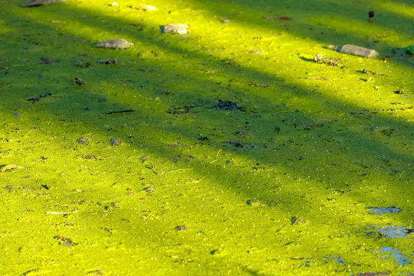 Pato verde sobre el agua en el canal hizo barrera de oxígeno ca —  Fotos de Stock