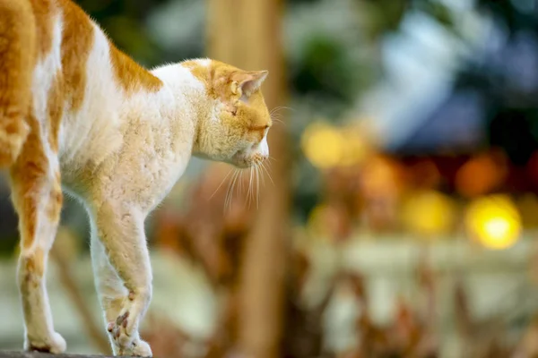 Macska séta egyedül a kerítésen — Stock Fotó