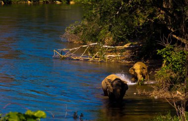 nehirde su ile fil oynamak, Tayland