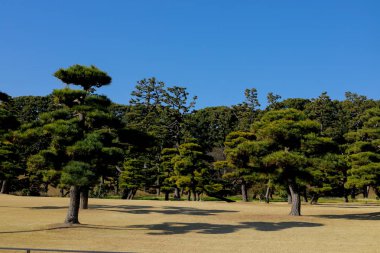 tokyo parkta çam ağaçları , Japonya