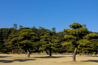 tokyo parkta çam ağaçları , Japonya