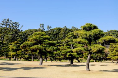 tokyo parkta çam ağaçları , Japonya