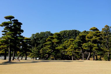 tokyo parkta çam ağaçları , Japonya
