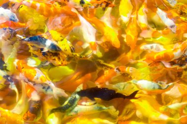 Koi balığı havuzda yüzüyor.