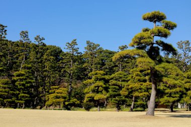 tokyo parkta çam ağaçları , Japonya