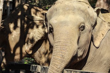 Fil yüzünün yakın çekimi