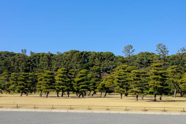 tokyo parkta çam ağaçları , Japonya