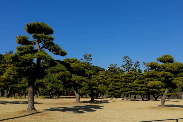 Pinos en el parque de tokyo, Japón —  Fotos de Stock
