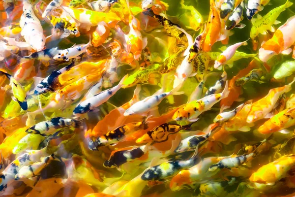 Peixes koi nadando na piscina — Fotografia de Stock