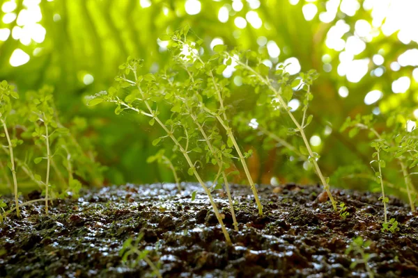 Croissance des jeunes arbres — Photo