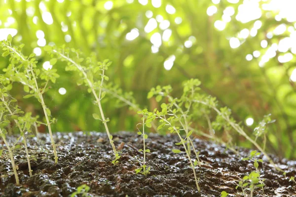 Croissance des jeunes arbres — Photo